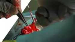 praxisorientierte ausbildung veterinarmedizinische onkologie kleintiere Tech Universidad