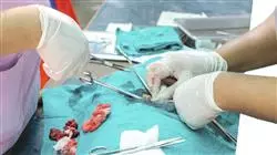 professional practices veterinary emergencies small animals Tech Universidad