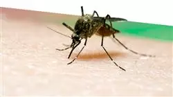 programa estagio doencas infecciosas depart urgencias enfermagem Tech Universidad
