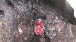 programa estagio oncologia veterinaria pequenos animais veterinaria Tech Universidad