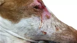 programa practicas enfermedades infecciosas pequenos animales Tech Universidad