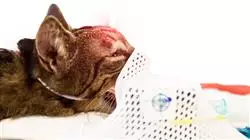 programa practicas medicina cirugia felina Tech Universidad