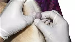 semipresencial anestesiologia veterinaria Tech Universidad