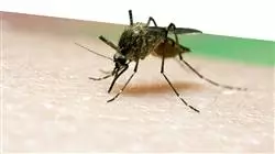 semipresencial enfermedades infecciosas servicio urgencias enfermeria Tech Universidad