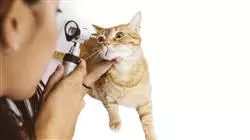 semipresencial oftalmologia veterinaria pequenos animales br Tech Universidad