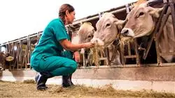 stage universitari benessere animale Tech Universidad