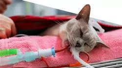 stage universitari medicina veterinaria urgenza negli animali piccola taglia Tech Universidad