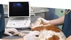 stage universitari radiologia veterinaria animali piccola taglia Tech Universidad