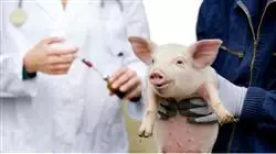 stage universitario benessere animale Tech Universidad