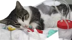 stage universitario dermatologia animali piccola Tech Universidad