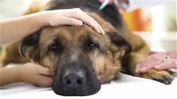 study veterinary emergencies small animals TECH Global University