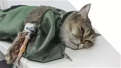 training course minimally invasive veterinary surgery samll animals Tech Universidad