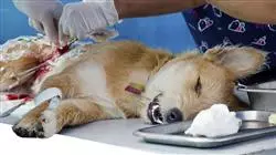 training course veterinary surgery small animals Tech Universidad