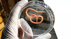 vocational apprenticeships infectious diseases emergency department Tech Universidad