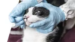 vocational apprenticeships veterinary anesthesiology Tech Universidad