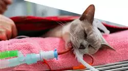 vocational apprenticeships veterinary emergencies small animals Tech Universidad